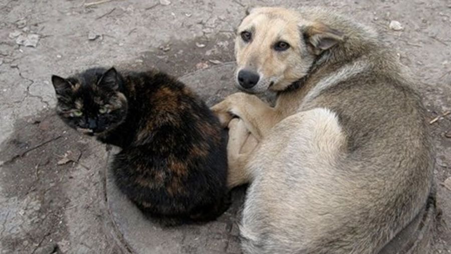 Получены средства на вакцинацию бездомных животных - В Висагинасе