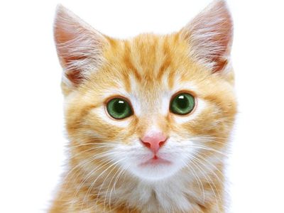 Коты более опасны для аллергиков, чем собаки - Наука и здоровье