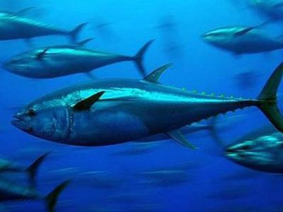 Тунец принес радиацию из Японии в Калифорнию - Наука и здоровье