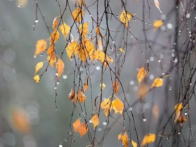 Год, который войдет в историю: этот ноябрь запомним надолго - Литва и страны Балтии