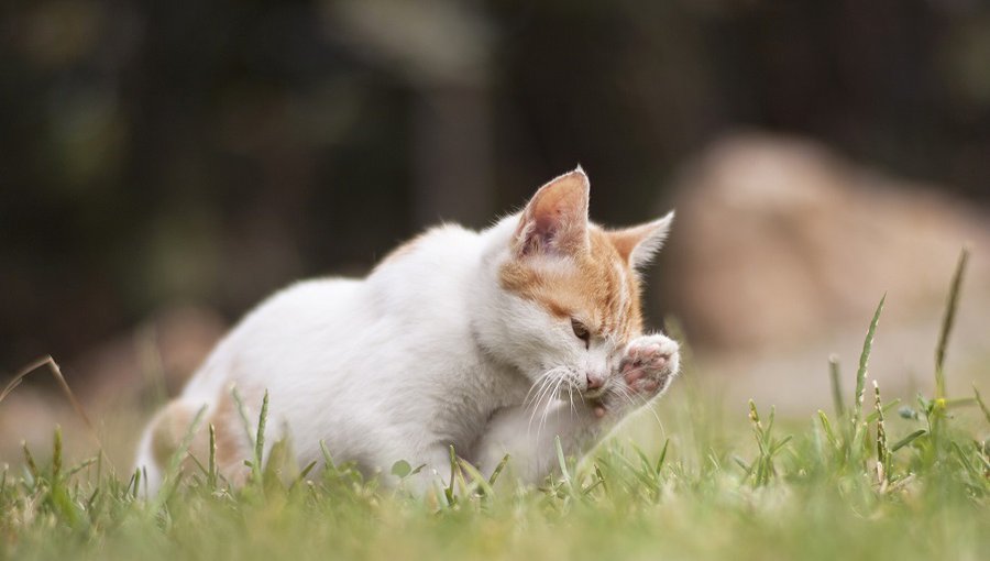 Висагинское общество опеки животных информирует - В Висагинасе