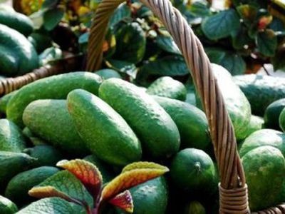 Lietuvoje agurkai – deficitas - Lietuva ir Baltijos šalys