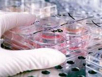 ВОЗ: Лекарства для лечения свиного гриппа уже существуют - Наука и здоровье