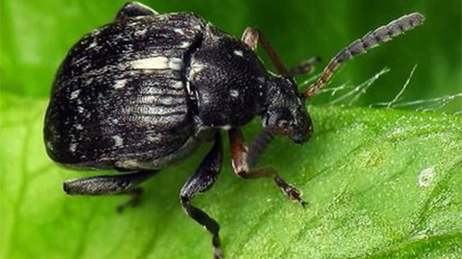 Ученые прояснили зависимость продолжительности жизни от пола организма - Наука и здоровье