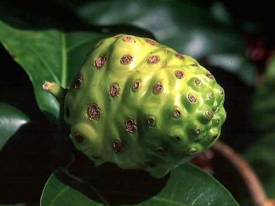 Нони: экзотическая афера с неприятным запахом - Наука и здоровье