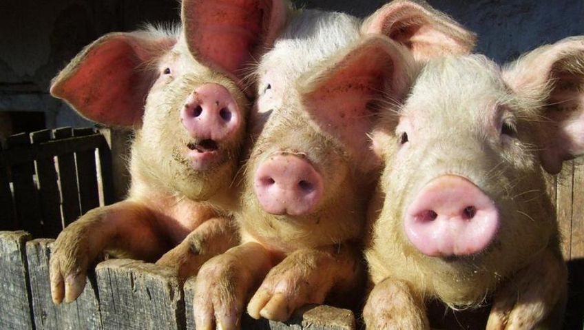 Рядом с Литвой – новые очаги африканской чумы свиней
