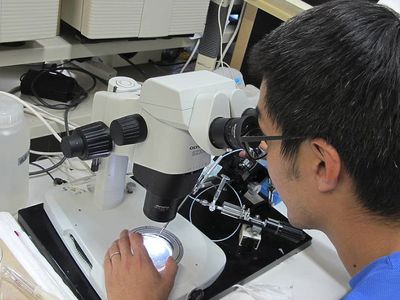 В Японии вырастили мини-бронхи для изучения коронавирусной инфекции - Наука и здоровье