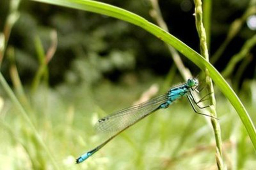 Sulauksime malonios šilumos ir truputį lietaus - Lietuva ir Baltijos šalys