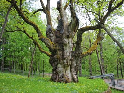 Сломался один из находившихся под опорой сучьев Стелмужского дуба - Литва и страны Балтии