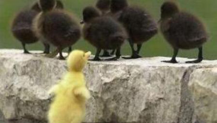 За — толерантность, против — дискриминации! - В Висагинасе