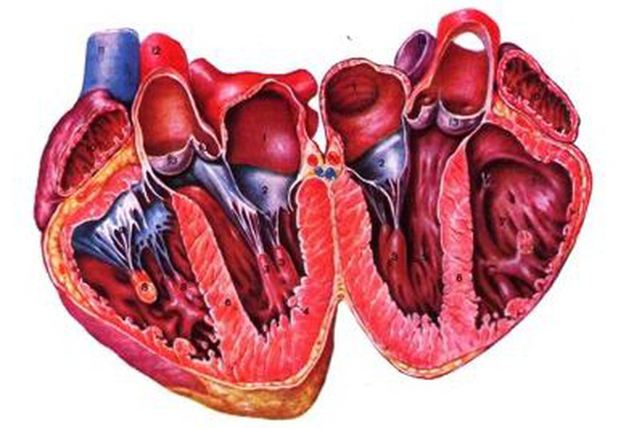 Раскрыт клеточный механизм восстановления сердечной ткани - Наука и здоровье