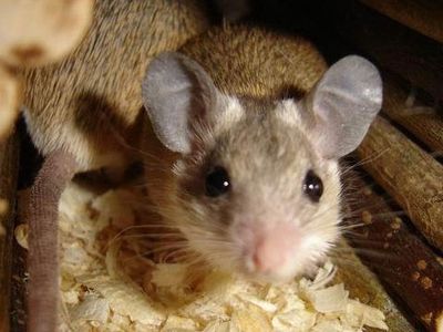 Ученые имплантировали в мозг искусственные воспоминания - Наука и здоровье