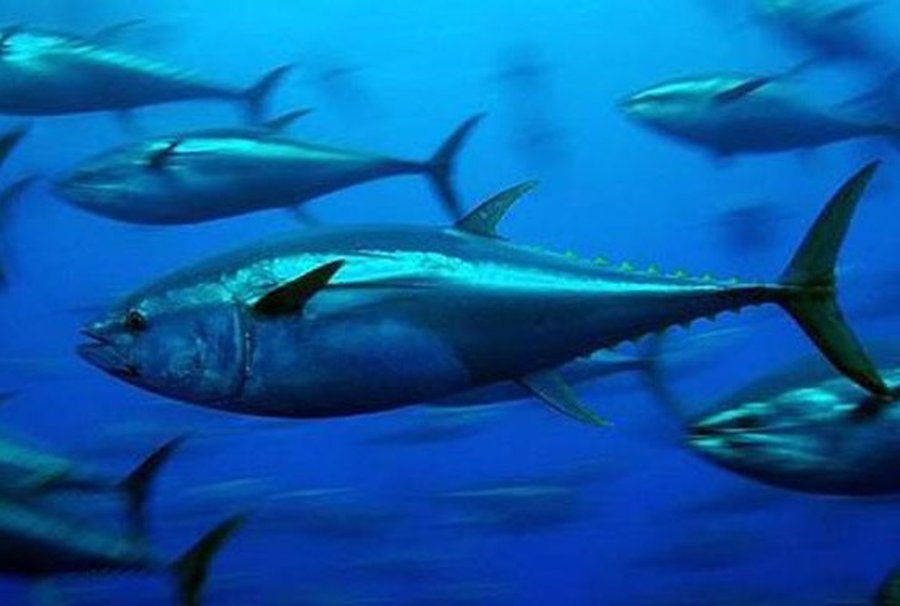 Тунец принес радиацию из Японии в Калифорнию - Наука и здоровье