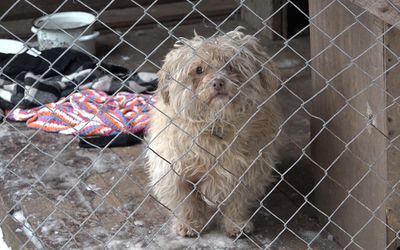 Пожалуйста помогите бездомным животным! - В Висагинасе