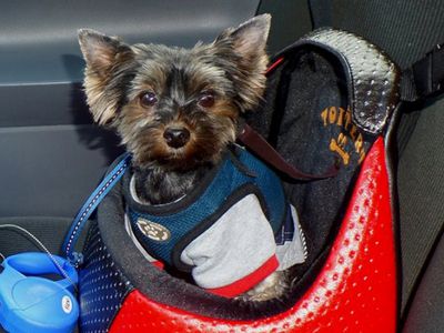 Участник № 35 конкурса «Мой домашний любимец» - Конкурсы для читателей