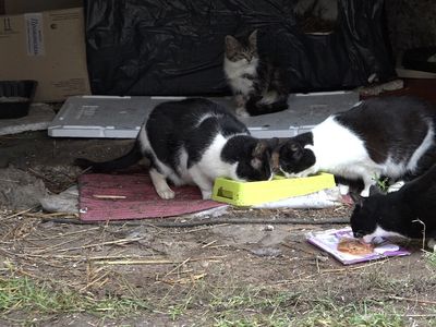 Бездомные кошки. Кормить или не кормить? (видео) - В Висагинасе