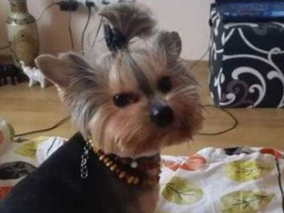 Участник № 65 конкурса «Мой домашний любимец» - Конкурсы для читателей