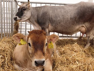 Parodoje „AgroBalt 2018“ išrinkti gražiausieji - Įdomu žinoti