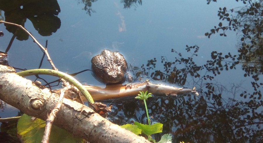 Висагинас соревнуется с Нарвой в фотоконкурсе "Наедине с природой». Не отставать! - В Висагинасе