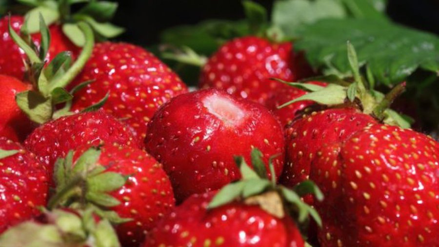 Действительно ли стоит выбирать литовскую клубнику? - Литва и страны Балтии