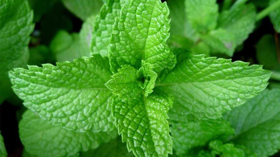 5 удивительных свойств мяты - Наука и здоровье