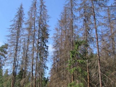 В Литве из-за засухи объявлена чрезвычайная ситуация национального масштаба - Литва и страны Балтии