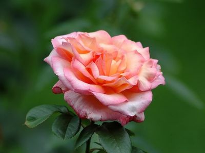 Сегодня - Международный день Босса - Поздравления