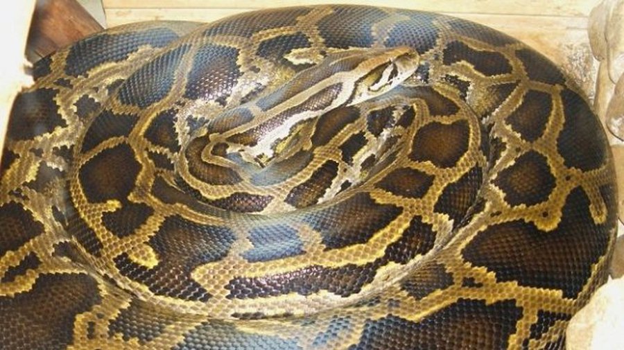 В Канаде сбежавший из зоомагазина питон задушил двух детей - В Мире