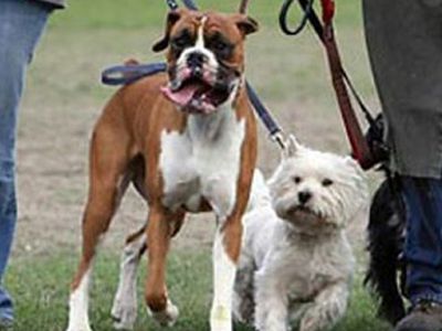 Висагинцы обязаны регистрировать своих домашних питомцев - В Висагинасе