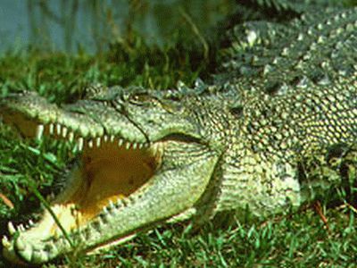 Грузия собирается разводить крокодилов - Хобби, отдых и развлечения
