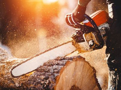 Будет проводится вырубка засохших деревьев на территории города - В Висагинасе