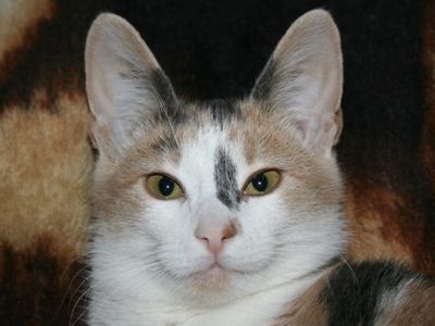 Участник № 70 конкурса «Мой домашний любимец» - Конкурсы для читателей