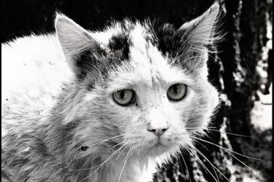 «Кому он нужен, этот Васька?»
                 - В Висагинасе