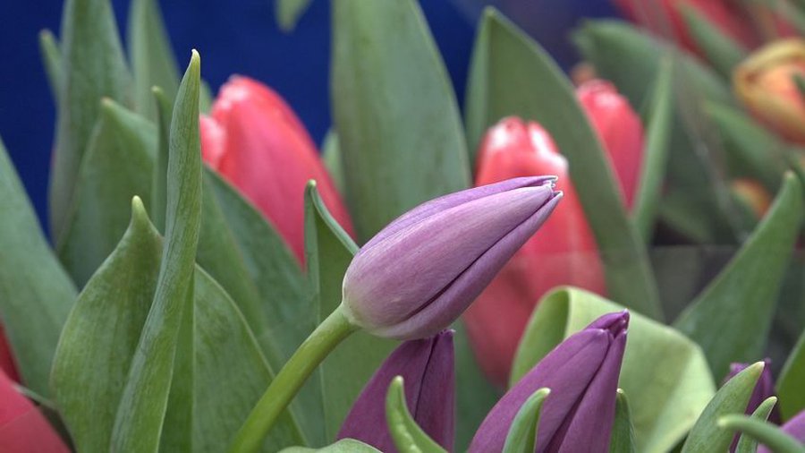 Поздравляем женщин с Международным женским днем - Поздравления