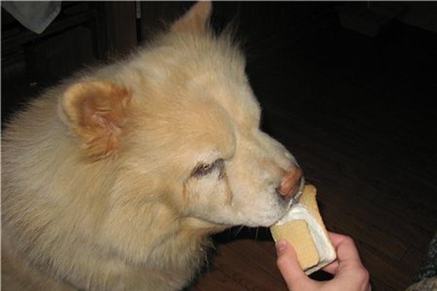 В Лондоне собак угощают мороженым со вкусом курицы - Хобби, отдых и развлечения