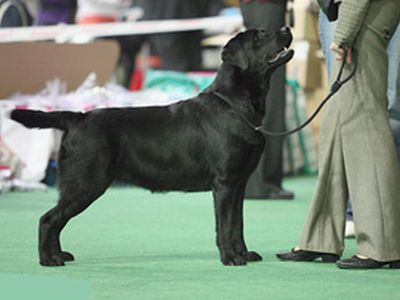 Выставка собак - В Висагинасе