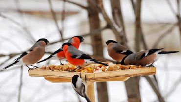 Вы спрашивали. Нужно ли зимой кормить в лесу птиц и диких животных?