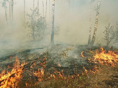Памятка сжигания травы: что разрешено, а что нет - Литва и страны Балтии