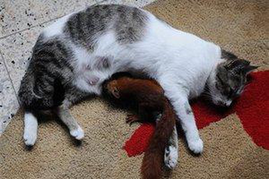 В Колумбии кошка усыновила бельчонка - Хобби, отдых и развлечения