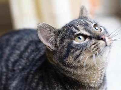 Фонд Бриджит Бардо выделил деньги на стерилизацию литовских кошек
 

                                                                 - Литва и страны Балтии