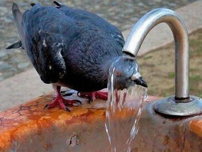 Жаркая погода вызывает стресс - Это интересно