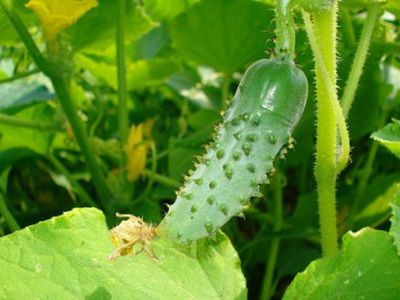 Как страны Европы реагируют на «огуречную» эпидемию - Наука и здоровье