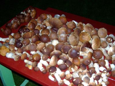 Neringiškiai renka Europoje dar nematytus grybus - Lietuva ir Baltijos šalys