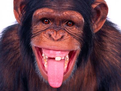 Человечество заразилось герпесом от шимпанзе - Наука и здоровье