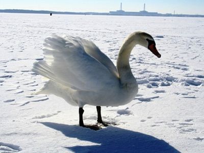 Лебеди не улетели… - В Висагинасе