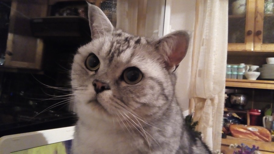 Участник № 44 конкурса «Мой домашний любимец» - Конкурсы для читателей