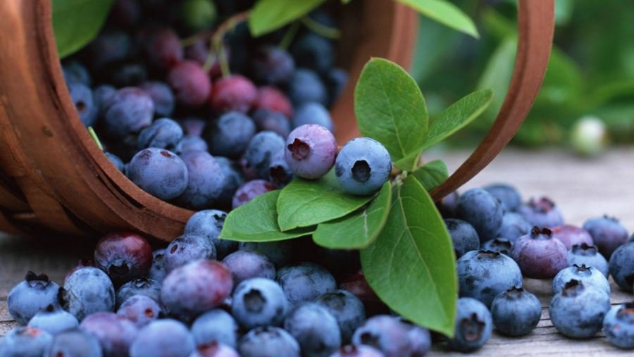 Экстракт черники поможет вылечить рак шейки матки - Это интересно