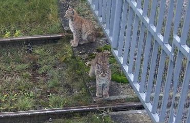 В поле зрения камер видеонаблюдения ИАЭС попали необычные нарушители