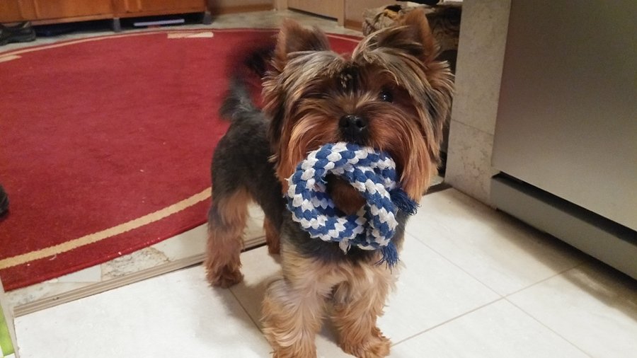 Участник №2 конкурса «Мой домашний любимец» - Конкурсы для читателей