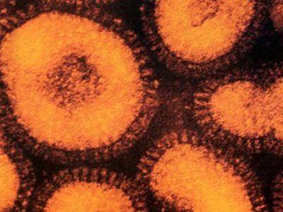 По миру распространяется вирус гриппа, не поддающийся традиционному лечению - Наука и здоровье